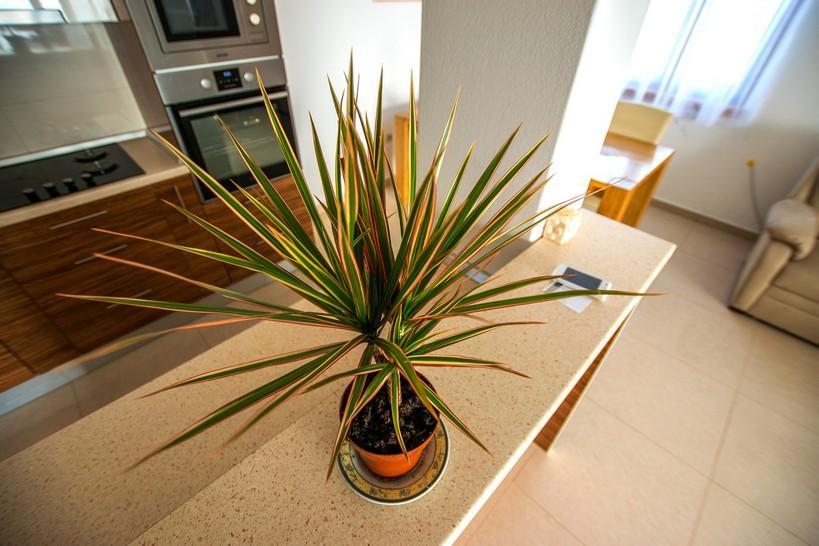 Apartment Andjela Starigrad Paklenica Extérieur photo